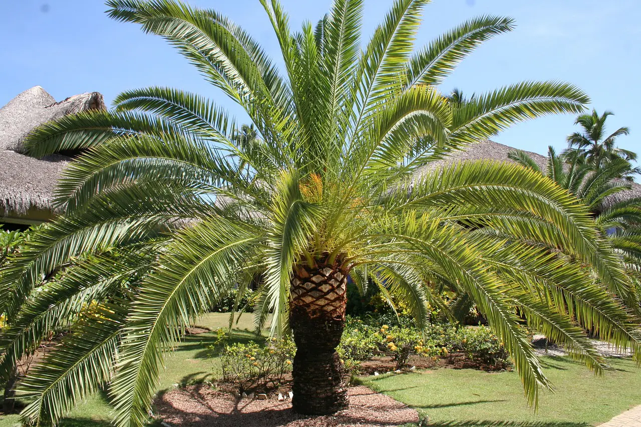 A palm tree in the middle of a garden.